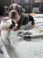 Victor, a male English Bulldog for sale in Topeka, KS – Photo 9 of 10