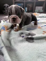 Victor, a male English Bulldog for sale in Topeka, KS – Photo 10 of 10