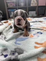 Victor, a male English Bulldog for sale in Topeka, KS – Photo 3 of 10