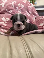 Victor, a male English Bulldog for sale in Topeka, KS – Photo 8 of 10