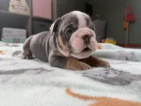 Victor, a male English Bulldog for sale in Topeka, KS – Photo 6 of 10