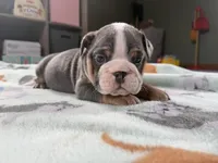 Victor, a male English Bulldog for sale in Topeka, KS – Photo 7 of 10