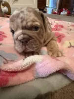 Valor, a male English Bulldog for sale in Topeka, KS – Photo 5 of 10