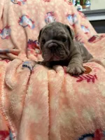 Valor, a male English Bulldog for sale in Topeka, KS – Photo 9 of 10
