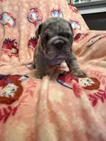 Valor, a male English Bulldog for sale in Topeka, KS – Photo 4 of 10