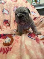 Valor, a male English Bulldog for sale in Topeka, KS – Photo 10 of 10