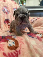 Valor, a male English Bulldog for sale in Topeka, KS – Photo 1 of 10