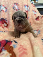 Valor, a male English Bulldog for sale in Topeka, KS – Photo 7 of 10