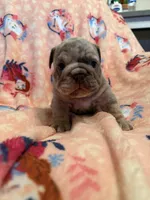 Valor, a male English Bulldog for sale in Topeka, KS – Photo 2 of 10