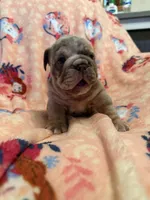 Valor, a male English Bulldog for sale in Topeka, KS – Photo 6 of 10