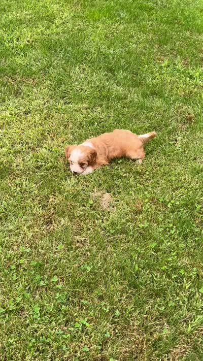 Huck, a male Cavapoo for sale in Rochester, NY – 7 of 7