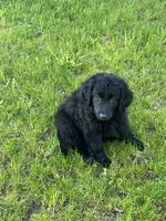 Goliath, a male Golden Retriever and Labrador Retriever for sale in Rochester, NY – 5 of 6