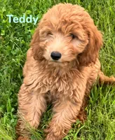 Teddy, a male Miniature Goldendoodle for sale in Rochester, NY – 3 of 10
