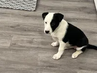 Tasha, a female Border Collie and Labrador Retriever for sale in Rochester, NY – Photo 6 of 6