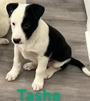 Tasha, a female Border Collie and Labrador Retriever for sale in Rochester, NY – Photo 3 of 6