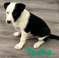Tasha, a female Border Collie and Labrador Retriever for sale in Rochester, NY – Photo 1 of 6