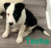 Tasha, a female Border Collie and Labrador Retriever for sale in Rochester, NY – Photo 4 of 6