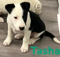 Tasha, a female Border Collie and Labrador Retriever for sale in Rochester, NY – Photo 5 of 6