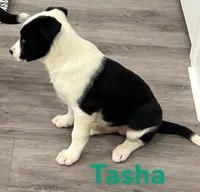 Tasha, a female Border Collie and Labrador Retriever for sale in Rochester, NY – Photo 2 of 6