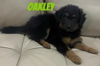 Oakley, a male Miniature Bernedoodle and Miniature Labradoodle for sale in Rochester, NY – 2 of 6