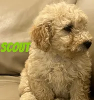Scout, a male Miniature Bernedoodle and Miniature Labradoodle for sale in Rochester, NY – 6 of 6