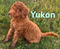 Yukon, a male Miniature Goldendoodle for sale in Rochester, NY – 6 of 9