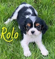 Rolo, a male Cavapoo for sale in Rochester, NY – 5 of 9