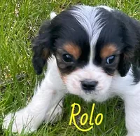 Rolo, a male Cavapoo for sale in Rochester, NY – 1 of 9