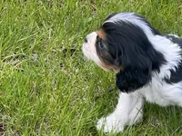 Rolo, a male Cavapoo for sale in Rochester, NY – 8 of 9