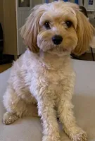 Rolo, a male Cavapoo for sale in Rochester, NY – 6 of 9