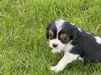 Rolo, a male Cavapoo for sale in Rochester, NY – 9 of 9