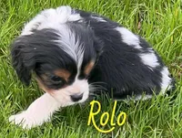 Rolo, a male Cavapoo for sale in Rochester, NY – 2 of 9