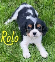Rolo, a male Cavapoo for sale in Rochester, NY – 3 of 9