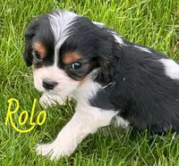 Rolo, a male Cavapoo for sale in Rochester, NY – 4 of 9