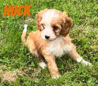 Huck, a male Cavapoo for sale in Rochester, NY – 3 of 7