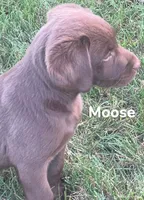 Moose, a male Labrador Retriever for sale in Rochester, NY – 7 of 9