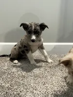 Nova , a female Miniature Australian Shepherd for sale in Rochester, NY – 5 of 8
