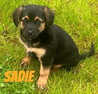 Sadie, a female German Shepherd Dog and Labrador Retriever for sale in Rochester, NY – 3 of 7