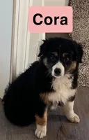 Cora, a female Australian Shepherd for sale in Rochester, NY – 2 of 4