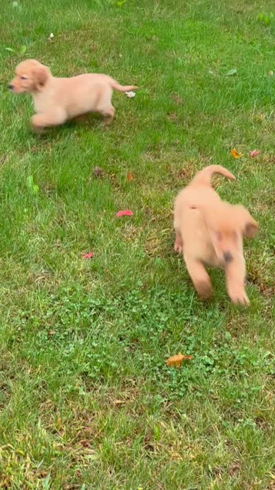 Zoey, a female Golden Retriever for sale in Rochester, NY – 8 of 8