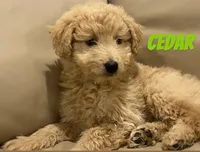 Cedar, a male Miniature Bernedoodle and Miniature Labradoodle for sale in Rochester, NY – 2 of 10