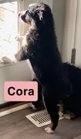 Cora, a female Australian Shepherd for sale in Rochester, NY – 4 of 4