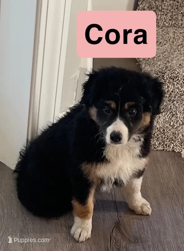 Cora – Australian Shepherd puppy for sale in Rochester, NY