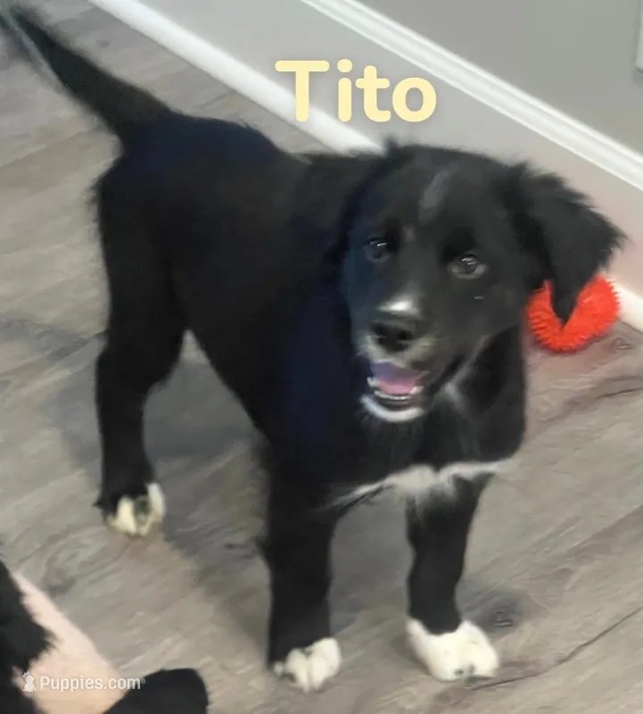 Tito – Australian Shepherd, Pomsky puppy for sale in Rochester, NY