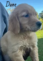 Dune, a male Golden Retriever for sale in Rochester, NY – 2 of 4