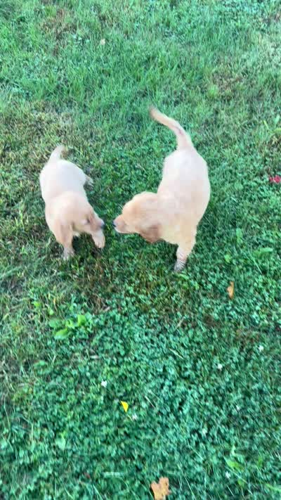 Dolly, a female Golden Retriever for sale in Rochester, NY – 5 of 5