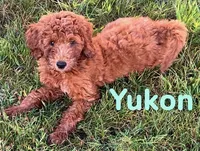 Yukon, a male Miniature Goldendoodle for sale in Rochester, NY – 3 of 9