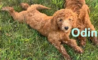 Odin, a male Miniature Goldendoodle for sale in Rochester, NY – 4 of 7