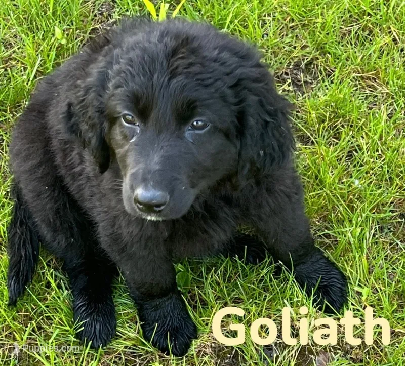 Goliath – Golden Retriever, Labrador Retriever puppy for sale in Rochester, NY