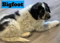 Big Foot, a male Great Pyrenees for sale in Rochester, NY – 4 of 5